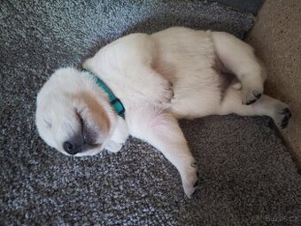 Štěňata labradora - 1