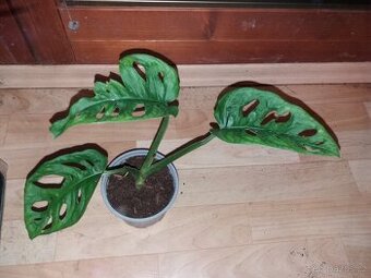 Monstera monkey