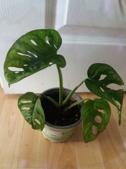 Monstera monkey