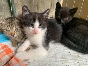 🐾 Daruji tři krásná koťátka do dobrých rukou 🐾