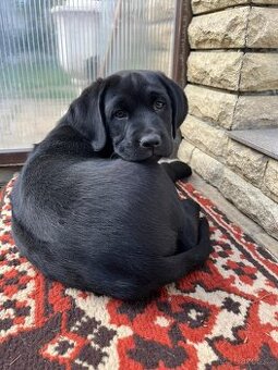 Labrador