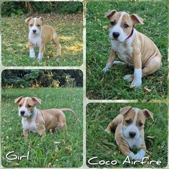 Americký stafordšírský teriér s PP