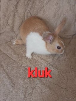 Zakrslý králíček