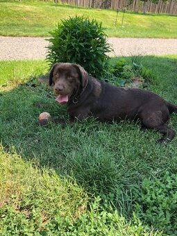 Labradorský retriever