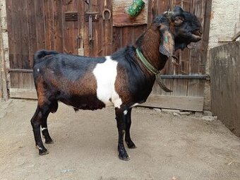 Anglonubijský kozel s POP - připouštění