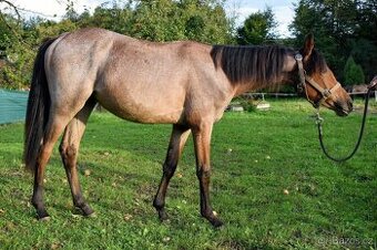 Pony hřebec ČSP