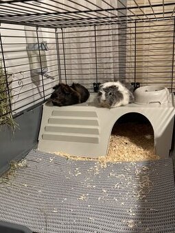 Naše dvě morčátka hledají nový domov 🐹
