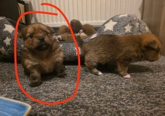 Jorkšírský teriér - Pomeranian