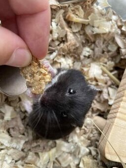 Daruji samečka Křeček Džungarského