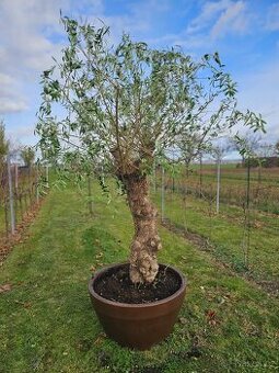 Olivocník - bonsai
