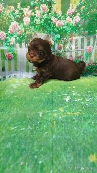 Čokoládový jorkšírský teriér - kluk s PP