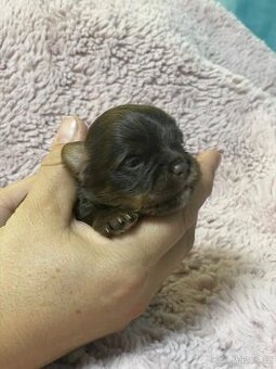 Čokoládový jorkšírský teriér - kluk s PP