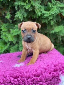 Stafordsirsky bulterier s PP-fenka a psy zlate barvy