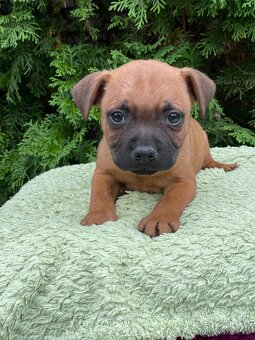 Stafordsirsky bulterier s PP-psy zlate barvy