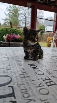 Daruji krásná koťátka