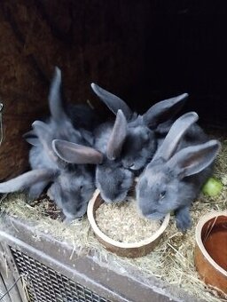 Prodám králíka křížence Moravský modrý