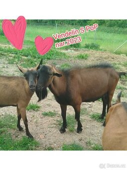 Prodej Kozel s Pop hnědý bezrohý