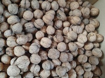 Vlašské ořechy letošní, suché