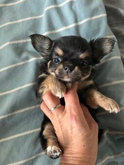 Čivava holčička a kluk, lila, modrá, černá