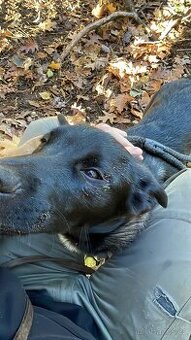 Štěně Německy ovčák x Bordel Kolie- Kiwi