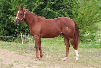 🐴 Na prodej – roční kobylka BR Sisi Pistol Gun 🐴