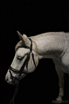 Částečný / plný pronájem