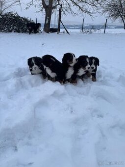 Bernský salašnícky pes štenátka