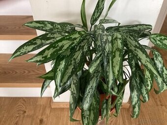 Aglaonema