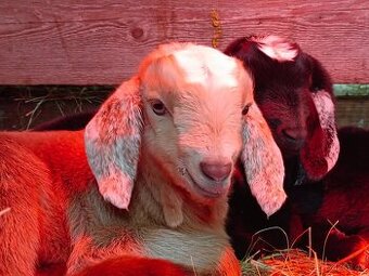 Nadějní AN kozlíci