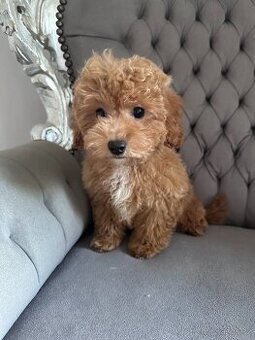 Maltipoo  F 1