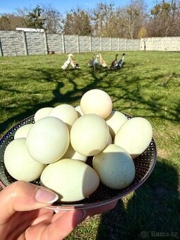 Domácí kachní vejce