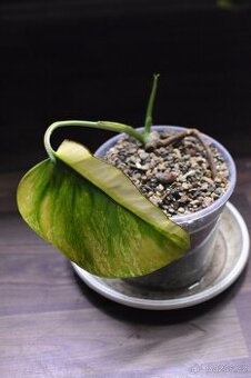 Monstera Deliciosa Aurea