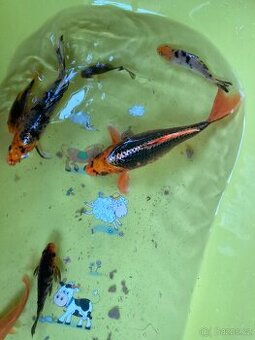 Koi Kapři