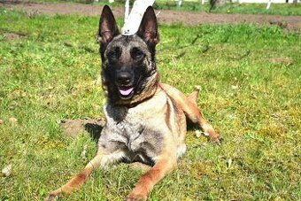 Malinoiska Naomi hledá domov