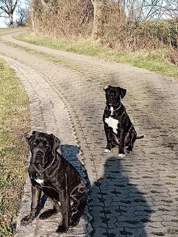 Prodám psa rasy Cane Corso