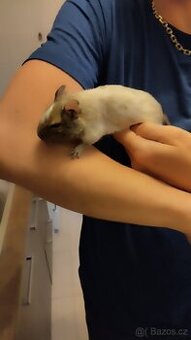 Daruji osmáky degu