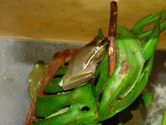 Rosnička karolínská (Hyla cinerea)