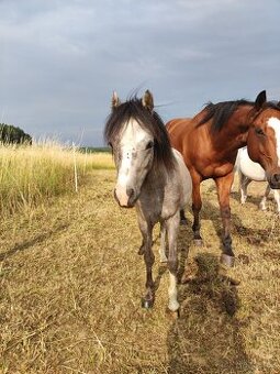 Welsh mountain pony sekce A - klisna