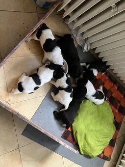 Německý dlouhosrstá ohař