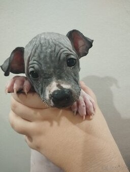 Americký bezsrstý teriér- PP(FCI)