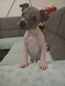 Americký bezsrstý teriér- PP(FCI)