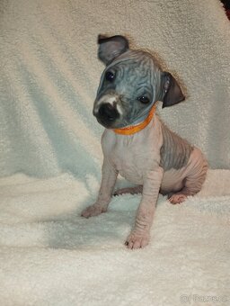 Americký bezsrstý teriér- PP(FCI)