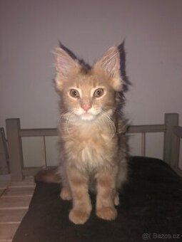 Mainský mývalí kocourek bez PP