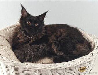 Mainská mývalí kočička s PP