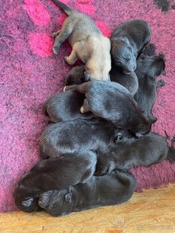 Belgický ovčák groenendael a tervueren s PP