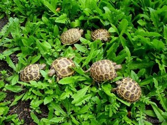 Agama , morcat - koupi