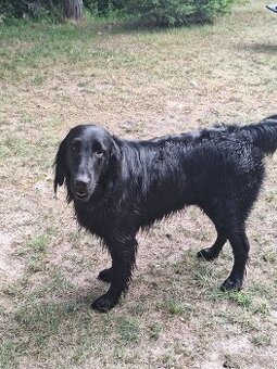 Fleat Coated Retriver s PP
