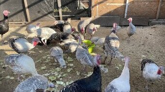 Prodám kruty a krocany - 1