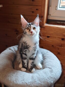 Mainská mývalí koťátka s PP