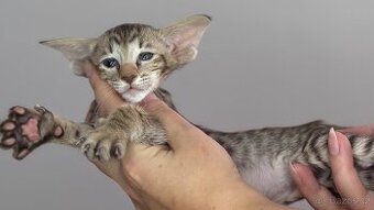 Orientální koťe Orthia Marbleficent s PP